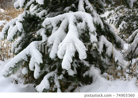 Branches of winter pine tree covered with snow Branches of winter pine tree covered with snow 74903360