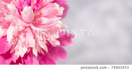 Beautiful fresh delicate pink peony flower close-up on grey background with copy space. Valentine's day, Mother's day, Women's Monthly, International Women's day, wedding. Top view. Soft focus. Beautiful fresh delicate pink peony flower close-up on grey background with copy space. Valentine's day, Mother's day, Women's Monthly, International Women's day, wedding. Top view. Soft focus. 74903453