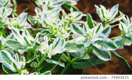 大戟·Marginata（Hatsuki Suwa） 74903635