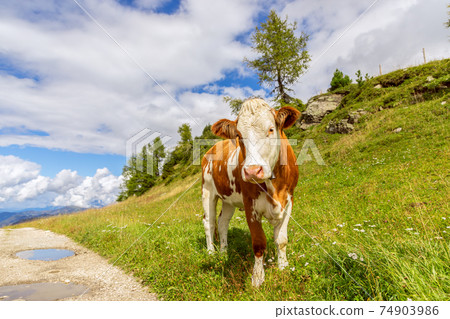 Young curious bull on the road in the Italian Alps. Trentino Alto Adige 74903986