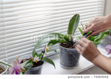 Woman caring for plant Phalaenopsis orchid, cutting old peduncle, home gardening 74904048