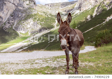 Cute donkey in the Italian Alps. Italian Dolomites. Trentino Alto Adige Cute donkey in the Italian Alps. Italian Dolomites. Trentino Alto Adige 74904229