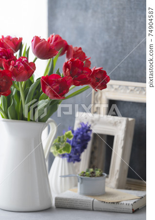 Red tulip 74904587