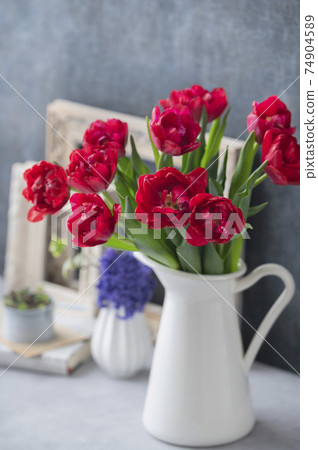 Red tulip 74904589