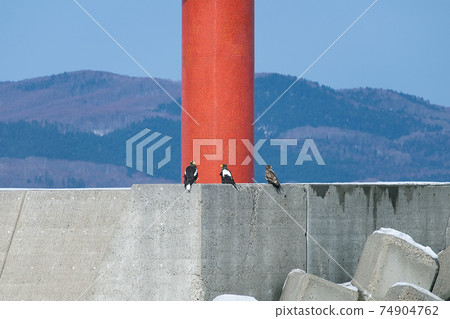 Steller's sea eagle and white-tailed eagle staying on the embankment, winter at Abashiri Port 74904762