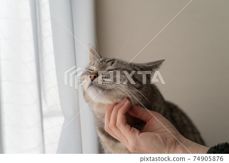Sabatra cat in contact with cats Sabatra cat in contact with cats 74905876
