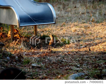 Pale thrush (female) staring at the setting sun Pale thrush (female) staring at the setting sun 74906001