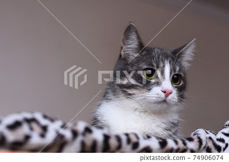 A beautiful cat lies on a leopard blanket.  74906074