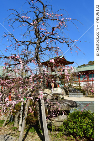 Plum of Hofu Tenmangu Shrine 74906132