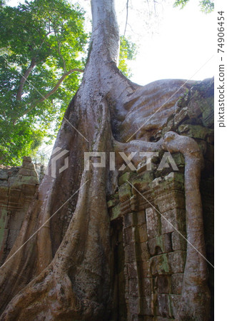 Angkor Ruins Ta Prohm 74906454