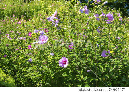 Retreat field Mahora Inahoyama (formerly Mukuge Natural Park) in Minano Town, Saitama Prefecture Korean rese 74906471
