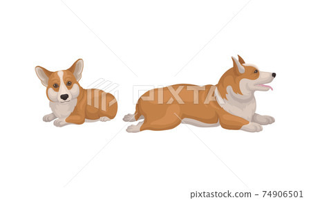 Welsh Corgi Dog with Short Legs in Different Poses Vector Set 74906501