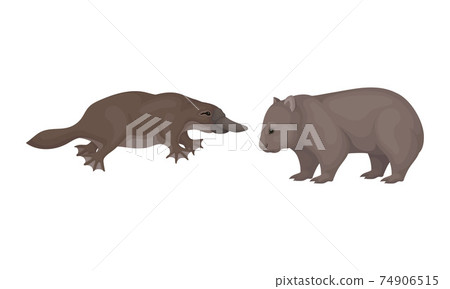 Common Wombat and Duck Billed Platypus as Australian Animals Vector Set Common Wombat and Duck Billed Platypus as Australian Animals Vector Set 74906515