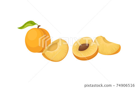 Orange Round Apricot Drupe Fruit Showing Firm Flesh and Kernel Vector Set 74906516