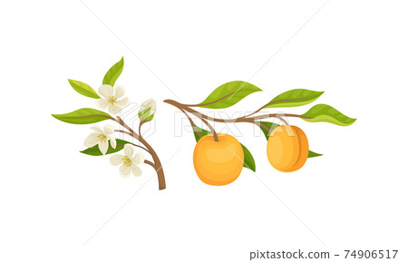 Blooming Apricot Tree Branch with Flower Buds and Ripe Drupe Fruit Vector Set 74906517
