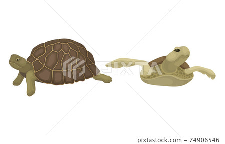 Turtles with Bony Shell as Land-dwelling and Sea-dwelling Specie Vector Set 74906546
