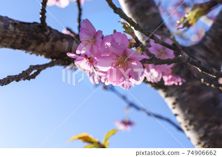 Pale pink cherry blossoms 74906662