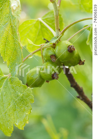Unripe currants on bush in garden in summer day. Unripe currants on bush in garden in summer day. 74906839