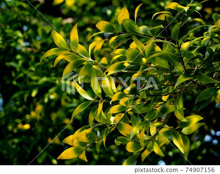 Nagi leaves in early spring 74907156