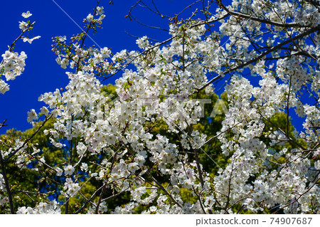 Cherry blossoms on the Chidorigafuchi Green Road (green road along the Chidorigafuchi in Edo Castle) Cherry blossoms on the Chidorigafuchi Green Road (green road along the Chidorigafuchi in Edo Castle) 74907687