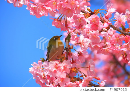 Mejiro and Kawazu cherry tree 74907913