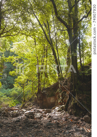 Linden trees and forest in La Palma, Canary Islands, Spain. Linden trees and forest in La Palma, Canary Islands, Spain. 74907930