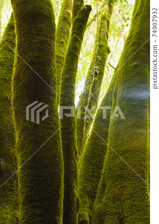 Linden trees covered with green moss, La Palma, Spain. Linden trees covered with green moss, La Palma, Spain. 74907932