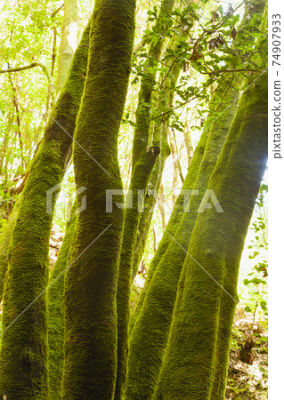 Linden trees covered with green moss, La Palma, Spain. Linden trees covered with green moss, La Palma, Spain. 74907933