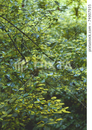 Green leaves in a linden forest in La Palma, Canary Islands, Spain. Green leaves in a linden forest in La Palma, Canary Islands, Spain. 74907935