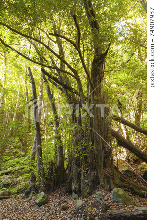 Linden trees and forest in La Palma, Canary Islands, Spain. 74907937