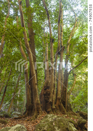 Linden trees and forest in La Palma, Canary Islands, Spain. Linden trees and forest in La Palma, Canary Islands, Spain. 74907938