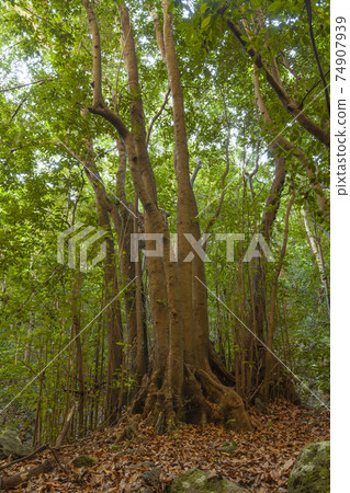 Linden trees and forest in La Palma, Canary Islands, Spain. 74907939