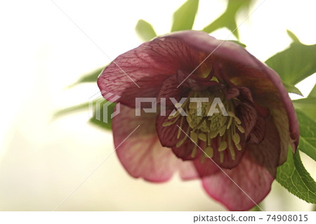 聖誕節玫瑰 74908015