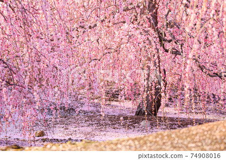 [鈴鹿森林公園]黃昏哭泣的李子 74908016