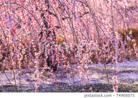 [鈴鹿森林公園]黃昏哭泣的李子 74908075