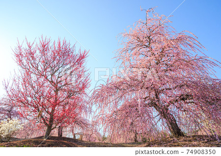 鈴鹿森林公園 垂枝梅盛開 照片素材 圖片 圖庫