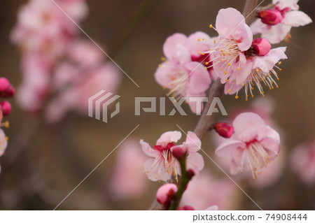 Red plum flowers that call for spring 74908444