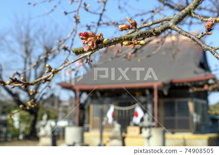 Sobataka Shrine near Narita Airport Cherry buds Sobataka Shrine near Narita Airport Cherry buds 74908505