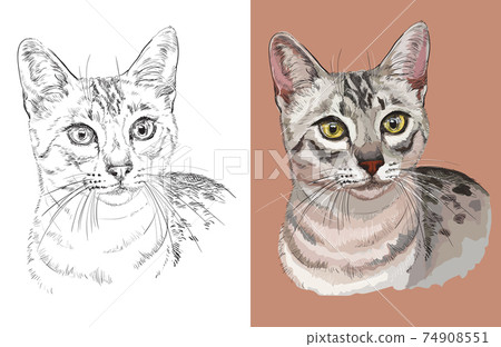 Vector illustration portrait of Egyptian Mau Cat Vector illustration portrait of Egyptian Mau Cat 74908551