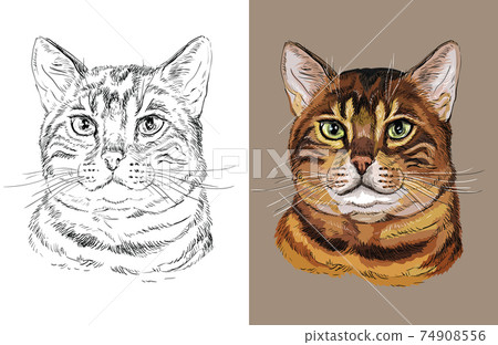 Vector illustration portrait of cute Bengal cat 74908556