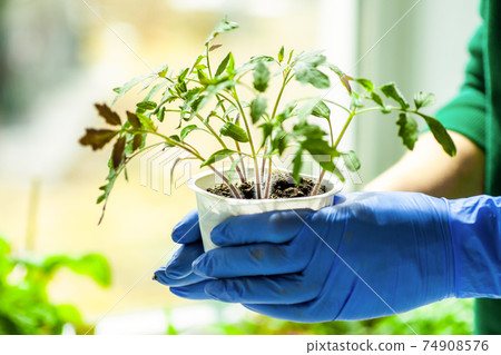 Woman holds tomato seedlings in her hands 74908576