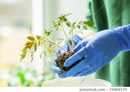 Woman holds tomato seedlings in her hands 74908579