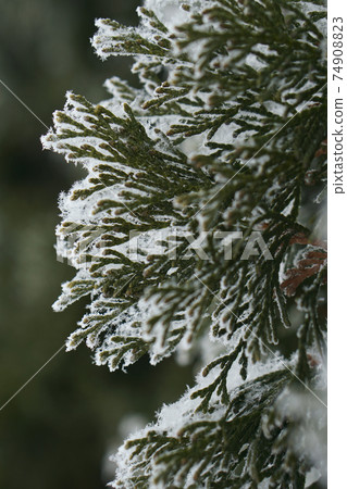 covered ice of twig of fir,  thuja tree in winter 74908823