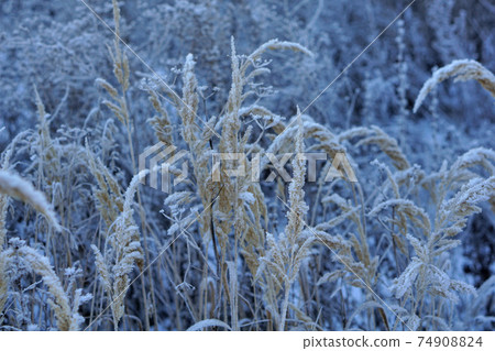 Close up of frozen pampas grass with snow and ice in winter day 74908824