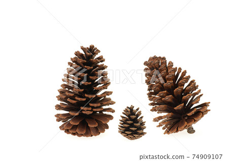 Large longleaf pine cones and ordinary pine cones 74909107