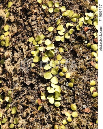 "Mamezuta" that grows on the surface of trees "Mamezuta" that grows on the surface of trees 74909737