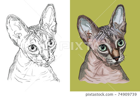 Vector illustration portrait of cute Sphynx cat 74909739