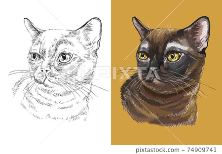 Vector illustration portrait of cute Burmese cat 74909741