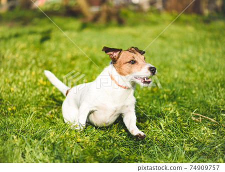 Happy active dog wearing  collar for anti tick and flea treatment running and playing in fresh spring grass on sunny day 74909757