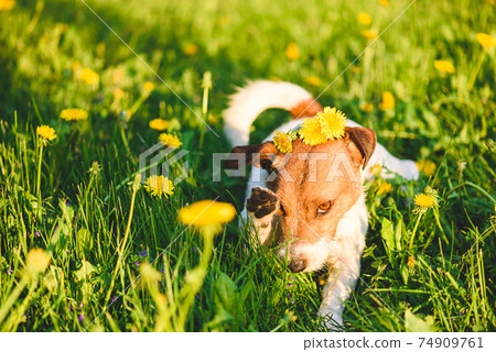 Allergy season concept with dog wiping out his eye from flower pollen 74909761